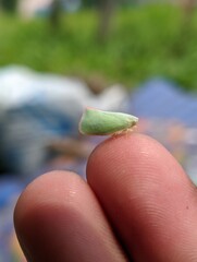 caterpillar on a leaf