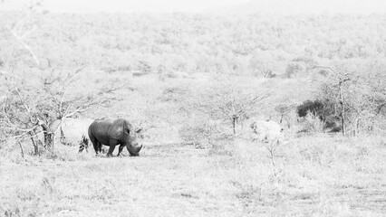 a white rhino in black and white