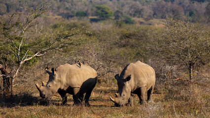 Obraz premium Two white rhinos during the golden hour with horns