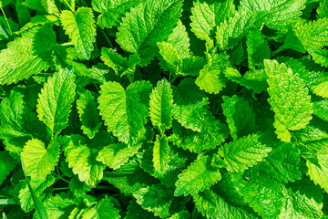 lemon balm herb background texture - Powered by Adobe