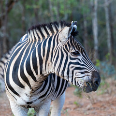 a zebra looking to the side