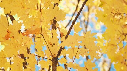 Maple branches in the fall against the blue sky.