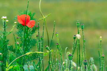 wild poppy seed capsule and poppy flower