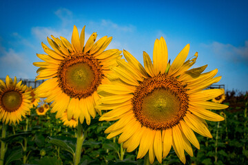 Two sunflowers in a sunflower field