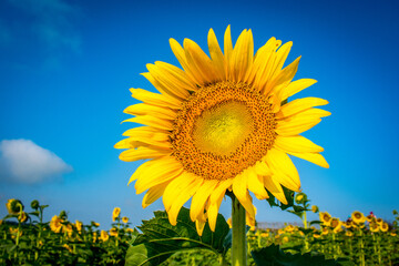 Sunflower Closeup in Sunflower Field