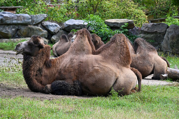 Camel resting after breakfast at the farm