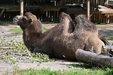 Camel resting after breakfast at the farm 