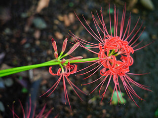 彼岸花　沙羅送受