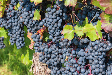 Close up of ripe juicy blue grapes on the vine in Rheinhessen/Germany