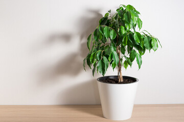 Houseplant Ficus Benjamina in white pot on wooden table against a white wall. Potted plant in interior, natural home decoration.