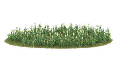 Grass on transparent background. 3d rendering - illustration