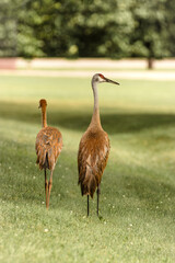 Sandhill crane with young crane in park