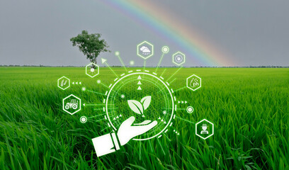Smart agriculture with modern technology concept. Landscape of green rice farm field, rainbow, and...