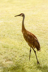 sandhill crane full body