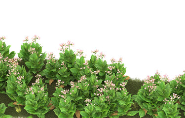 Grass on transparent background. 3d rendering - illustration