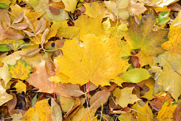 yellow autumn leaves on the ground in the park, close-up
