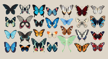 Big vector set of butterflies