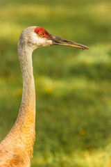 Sandhill crane