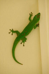 Gecko diurne orné de l'Ile Maurice, magnifique lézard endémique de l'ile qui mange les moustiques et autres insectes voire parfois quelques nectars de fruits