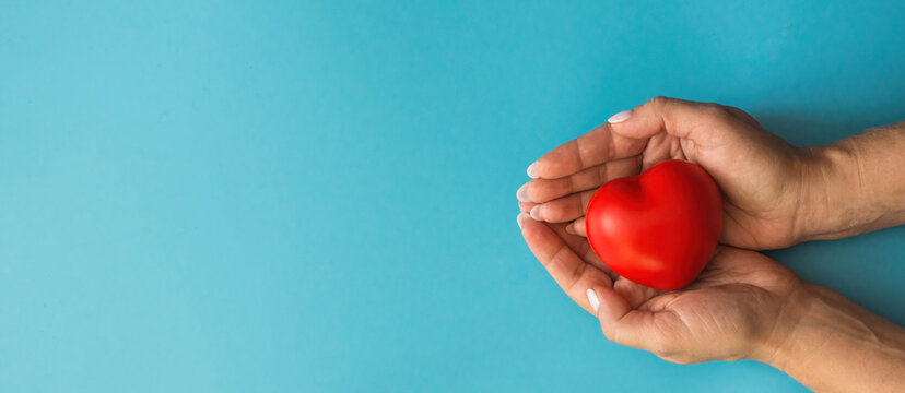 Hard hands hold a red heart on a blue background, banner, copyspace on the left. The concept of a woman's health, mom's love, mom's heart, loving parent giving care. Healthy heart