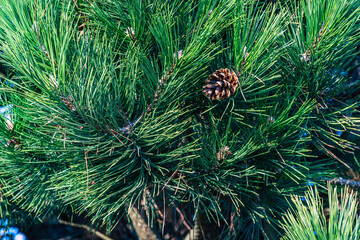 cone on a pine tree