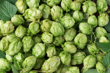 close-up of green hops. Beer brewing ingredients. top view