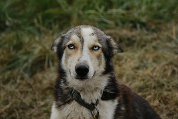 Alaskan husky with blue eyes sits in green grass in field tied to chain before training in fall. Northern sled mixed breed of dogs. Muzzle of mutt with heterochromia. Hid ears, wary and distrustful.