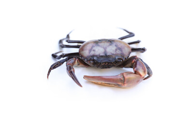 Fresh raw Thai crab on white background for water animal concept. selective focus.