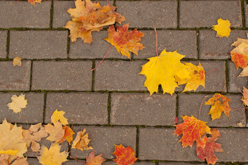 yellow, red and orange leaves on a gray street tile with space for text