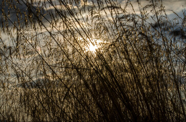 Słońce i trawy  © wedrownik52