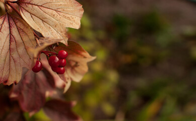 red viburnum berries on a blurred background with a place for text in the form of a banner