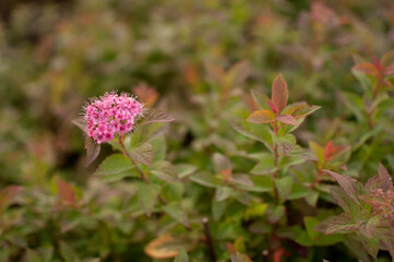 a bush with pink flowers on a blurry background with space for text