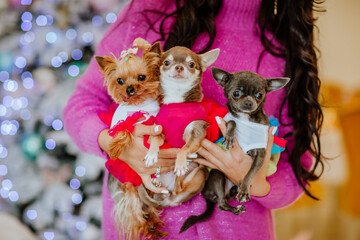 Woman in pink sweater holds three dogs against home decoration background.