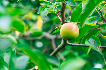 little apple on a tree