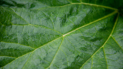 Surface of green rhubarb leaf.