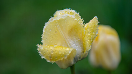 Yellow tulip flowers in water drops on a green background.