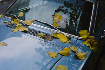 autumn leaves on the blue car