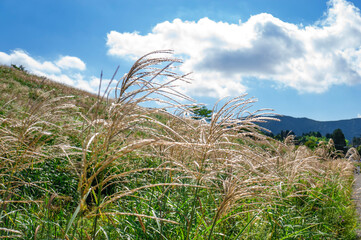 箱根仙石原のススキ