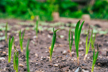 baby garlic growing in a garden in spring