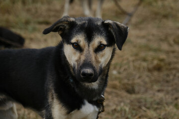 Smart loyal look of mutt outside. Sled half breed is tied to chain and waiting for training. Alaskan husky with black and fawn muzzle, brown eyes and funny ears. Portrait close up.
