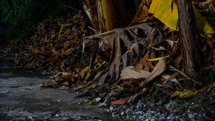 Roadside dry leaves on natural low light. Low key photography.