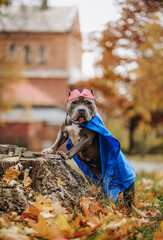 Walk in the park with the dog. A dog in a superhero costume. © sergo321