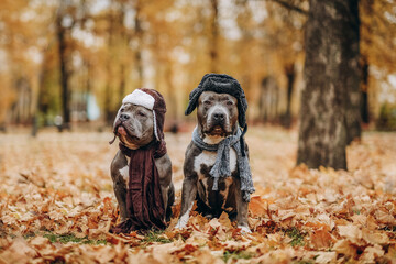 Family day. Walk in the park in autumn. Dogs of the American Bully breed in the park in a hat and a...