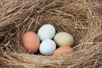 different color eggs in dry grass nest
