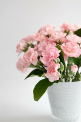 Close up Blooming mini Carnation Flowers on White background