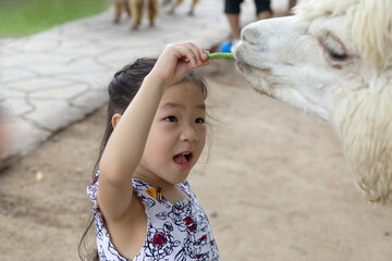 An Asia kid is give vegetable to white alpaca in the zoo from Thailand.