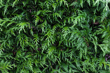 Green hedge seen close-up