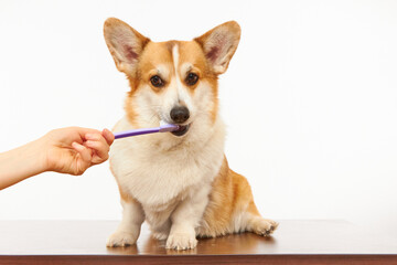 The owner brushes the teeth of a cute corgi dog on a white background. Healthy pet teeth, dental care.