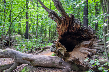 Tree trunk empty inside. Hollow in the trunk of a fallen tree