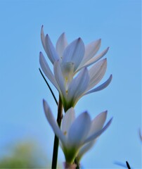 Fototapeta na wymiar flower in bloom